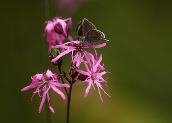 Kuckucks-Lichtnelke (Lychnis flos-cuculi) - © Emanuel Trummer